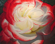 MULTI-COLORED ROSE PAINTINGS - visit the multi-colored rose painting gallery! Rose paintings by Steve Luce 