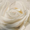 WHITE ROSES PAINTINGS - visit the white rose painting gallery! Rose paintings by Steve Luce 