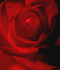 RED ROSE PAINTINGS - visit the red rose painting gallery! Rose paintings by Steve Luce 