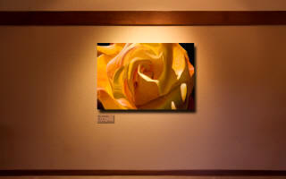 An orange rose painting - Rio Samba - by Steve Luce