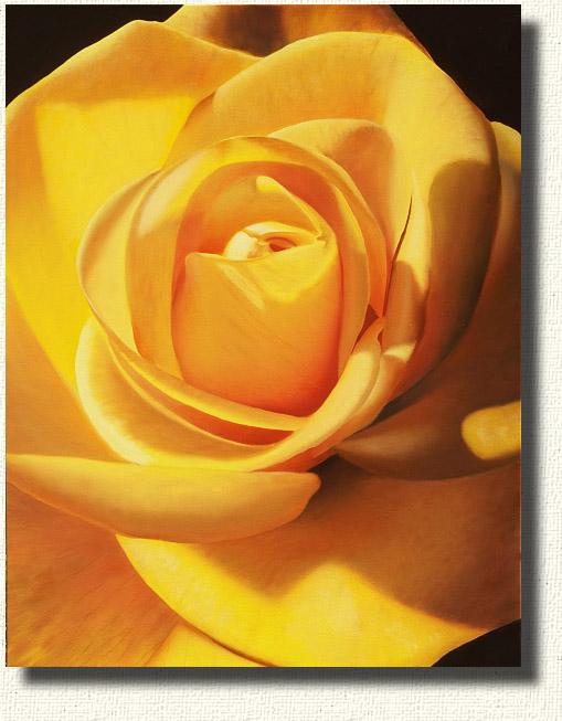 Midas Touch - A bright yellow rose painting of a first bloom