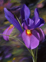 OTHER BEAUTIFUL FLOWER PAINTINGS- A portrait of an iris - visit the iris painting gallery! Rose paintings by Steve Luce 
