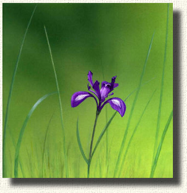 The beautiful California wild iris.